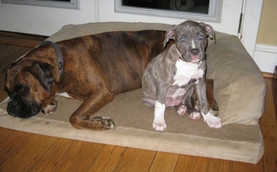 A brown with black and white Boxer is laying down on a dog bed and next to him is a blue-nose Brindle Pit Bull Terrier puppy sitting and looking forward.