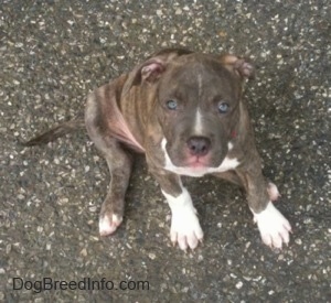 Top down view of a blue-eyed, blue-nose brindle Pit Bull Terrier sitting on a blacktop surface looking up.