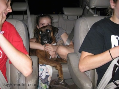 A brown with black and white Boxer is laying across a seat in the back seat of a Toyota Sienna minivan and a girl in a grey shirt has her arms wrapped around him.