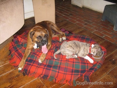 A brown with black and white Boxer is laying on a red and blue plaid blanket and next to him is a laying blue-nose brindle Pit Bull Terrier puppy that is eating out of a food bowl.