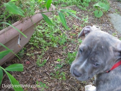 A blue-nose brindle Pit Bull Terrier puppy is standing in front of a moth cocoon on a plant pot.