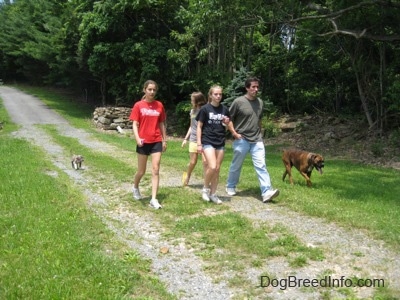 Three girls and a man are on a walk down a path with a brown with black and white Boxer and a blue-nose brindle Pit Bull Terrier puppy.
