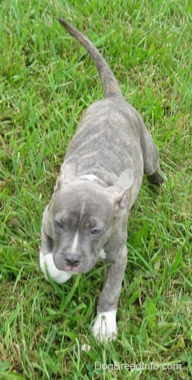 A blue-nose brindle Pit Bull Terrier puppy is walking in grass.