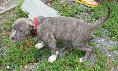 A blue-nose brindle Pit Bull Terrier puppy is peeing outside.