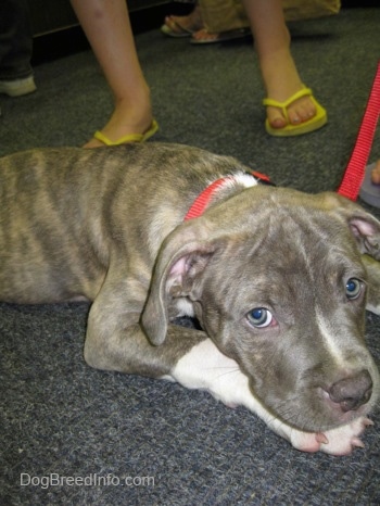 Close up - A blue-nose brindle Pit Bull Terrier puppy is laying down on a gray carpet. There is a person in yellow flip flops behind him.