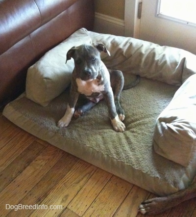 A blue-nose Pit Bull Terrier puppy is sitting on a dog bed looking up and forward.