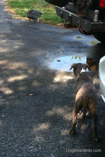 The back of a blue-nose Pit Bull Terrier puppy looking across a black top surface at a guinea fowl bird.