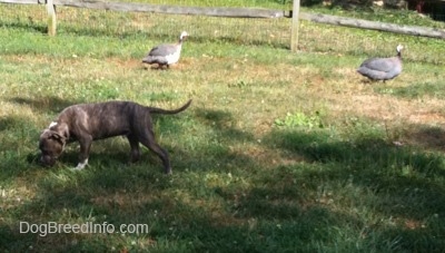 A blue-nose Pit Bull Terrier puppy is standing in grass and sniffing around. There are two guinea birds walking behind him next to a split rail fence.