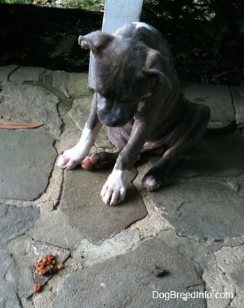 A blue-nose Pit Bull Terrier puppy is sitting on a stone porch looking down at puke. There is a white pillar behind him.