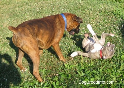 A blue-nose Brindle Pit Bull Terrier puppy is rolling around on his back and across from him a brown brindle Boxer is playfully looking down at him.