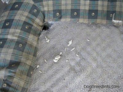 Close up - A hole that was dug into the corner of a dog bed with stuffing around it.