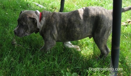 A blue-nose Brindle Pit Bull Terrier puppy is walking across grass and into the shade under a trampoline.