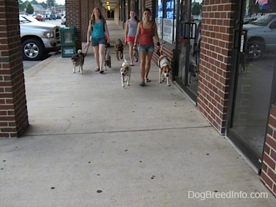 Three ladies are leading six dogs on a walk down a concrete path under an outside roof of a shopping center.