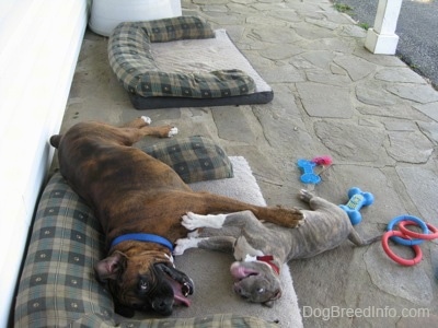 A blue-nose Brindle Pit Bull Terrier puppy and a brown brindle Boxer are laying on their sides and playfully pushing at each other outside on a dog bed on a stone porch with dog toys around them.