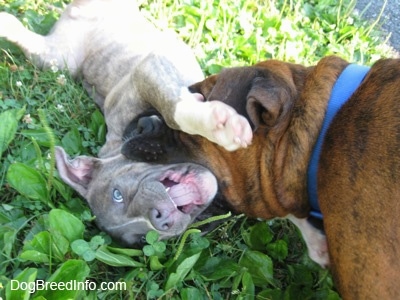 Close up - A blue-eyed, blue-nose Brindle Pit Bull Terrier puppy is laying on his back in a field and a brown brindle Boxer is biting the head of the puppy.