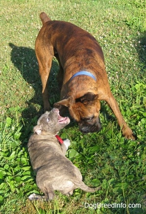 A blue-nose Brindle Pit Bull Terrier puppy is biting at a brown brindle Boxer outside in grass.