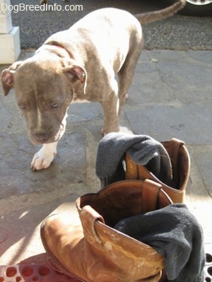 A blue-nose Brindle Pit Bull Terrier puppy is walking towards a pair of boots with socks in them on a stone porch.