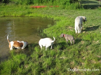 Four dogs outside at a pond. A tan and white Beagle is standing in the water. A white Pit Bull mix is drinking water out of the pond. Next to the Pit Bull mix is a blue-nose brindle Pit Bull Terrier puppy that is standing next to the pond and walking away from the pond is a Great Pyrenees.