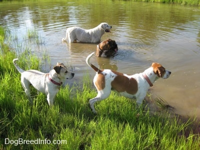 Four dogs outside at a pond. A Great Pyrenees and a brown brindle Boxer are standing in a pond. A white with tan Pit Bull mix and a tan and white Beagle are standing on the corner of a pond looking to the right.