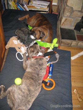 A blue-nose Brindle Pit Bull Terrier and a brown brindle Boxer are laying on blue orthopedic dog bed pillows and chewing on toys.