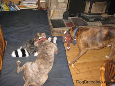 A blue-nose Brindle Pit Bull Terrier is laying on a blue orthopedic dog bed pillow and he is chewing on a toy. A brown brindle Boxer is standing on a hardwood floor and he is chewing on a plush gingerbread doll dog toy.