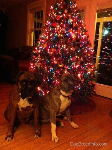 A brown brindle Boxer and a blue-nose Brindle Pit Bull Terrier are sitting in front of a Christmas tree that is covered in lights. They are looking forward.