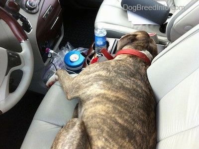 A blue-nose Brindle Pit Bull Terrier that is laying across a drivers seat of a Toyota Sienna minivan vehicle.