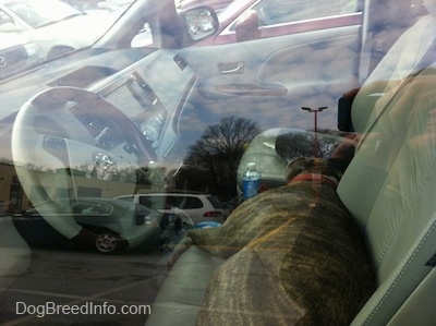 A picture through the window of vehicle of a blue-nose Brindle Pit Bull Terrier that is laying across the drivers seat of a Toyota Sienna minivan vehicle