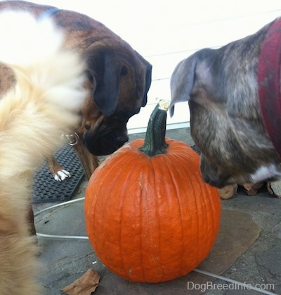 The back of a brown brindle Boxer and a blue-nose Brindle Pit Bull Terrier are looking down at an orange pumpkin that is on a stone porch. There is an orange and white cat walking away from the pumpkin.