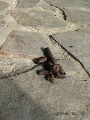 A pile of poop on a stone porch.