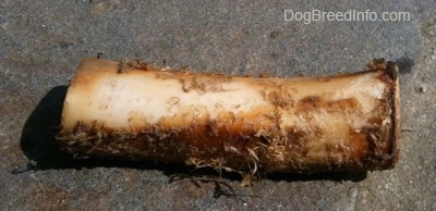 Close up - A bone