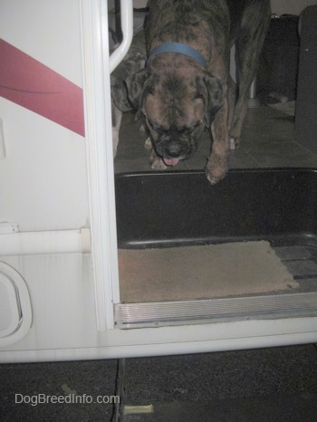 A brown brindle Boxer is walking down the stairs of a camper.