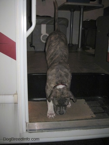 A brown brindle Boxer is coming down the stairs of a camper.