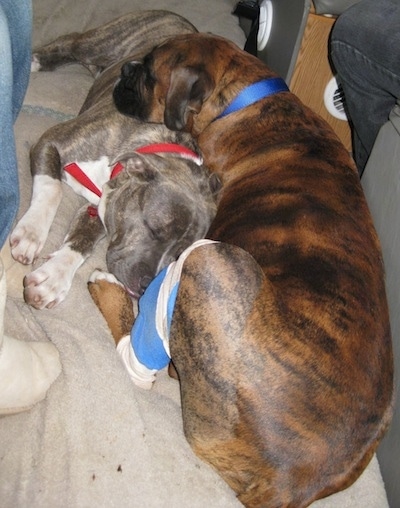 A blue-nose brindle Pit Bull Terrier  is sleeping under a brown brindle Boxer in the aisle of a Toyota Sienna minivan vehicle.