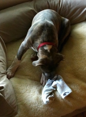 A blue-nose Brindle Pit Bull Terrier puppy is sitting on a dog bed and sniffing a sock that is on the bed in front of him.