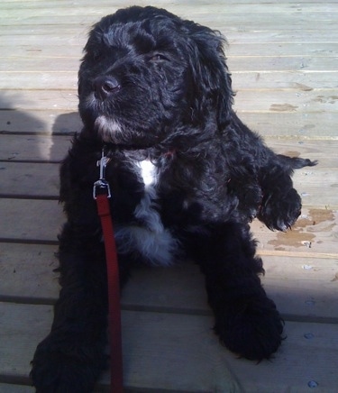 A shiny coated, wavy black with white Springerdoodle puppy is laying on a hardwood porch and it is looking up and to the left. It is squinting its eye because of the sun.