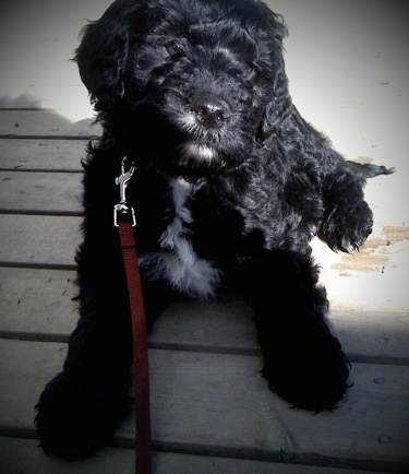 Close up - A black with white Springerdoodle puppy is laying on a hardwood porch, it is looking to the right and its head is tilted to the right.