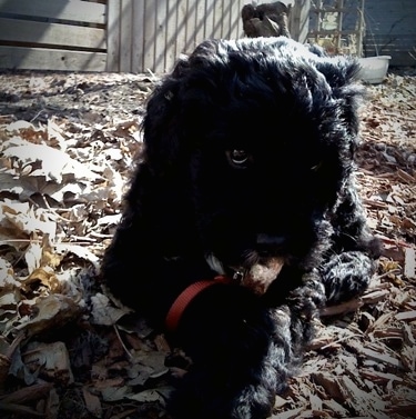 Close up - A black with white Springerdoodle puppy is laying in the sunshine in a lawn full of leaves. It is looking down and forward.