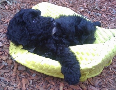 The left side of a black with white Springerdoodle puppy that is laying on a flattened upside down yellow wicker basket and it is looking to the right.