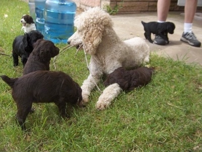 Six Springerdoodle puppies are surrounding a white Standard Poodle. One of the puppies is having a tug-of-war with a stick that is in the Poodle's mouth.