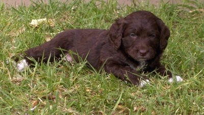 A small dark brown with white Springerdoodle puppy laying across a yard. The puppy is looking forward.