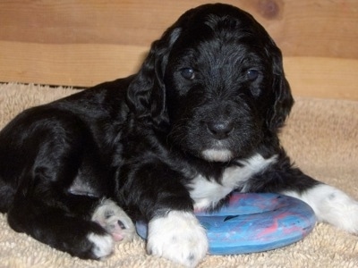 Close up front side view - A small, young shiny black with white Springerdoodle puppy laying on a carpet on top of a blue chew ring looking at the camera. The pup is all black with white paws and white on its chest and chin