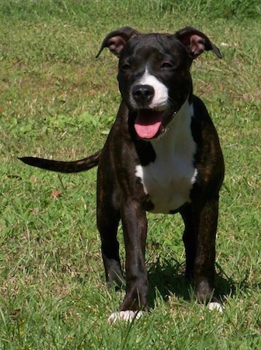 Front view - A brindle with white Staffordshire Bull Terrier puppy standing on a grass surface looking forward with its mouth open and tongue out. It is holding its long tail low and relaxed.