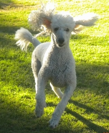 A white Standard Poodle dog running on a grass surface with its ears flopping around flying in the air looking forward. Its nose and eyes are black.