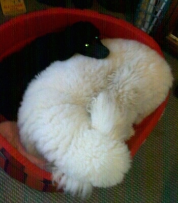 Top down view of a white Standard Poodle dog and a smaller black Standard Poodle dog laying in a red dog bed.