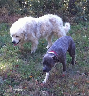 Two dogs, a Great Pyrenees and a Pit Bull, walking side by side with there heads low through the grass