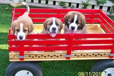 Three little tan with black and white Swissy Saint puppies are sitting and standing in a red wooden wagon. The two puppies on the right have there mouths open, tongues out and it looks like they are smiling. The first two are short haired and the pup on the far right is fluffy.