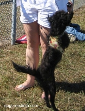 The back of a black dog that is wearing a harness and it is jumping up and against a person to the left of it.