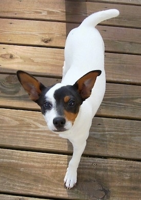 Top down view of a white with black and brown Thornburg Feist that is walking down a hardwood floor and it is looking up. The dog has large perk ears and a short tail. Its body is white.