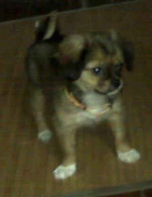 Front side view - A small brown with white Tibetan Chin puppy is standing across a table, it is looking down and to the right.